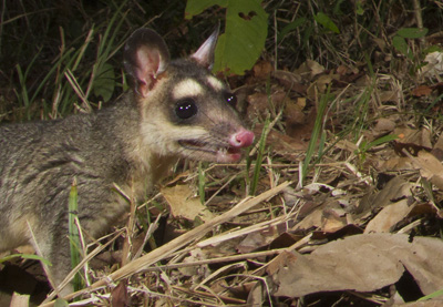 opossum